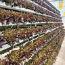 Agriculture Equipment Greenhouse Accessories Vertical Farming  Super NFT Channel Growing System