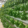 Agriculture Equipment Greenhouse Accessories Vertical Farming  Super NFT Channel Growing System