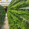 Agriculture Equipment Greenhouse Accessories Vertical Farming  Super NFT Channel Growing System