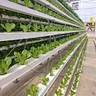 Agriculture Equipment Greenhouse Accessories Vertical Farming  Super NFT Channel Growing System